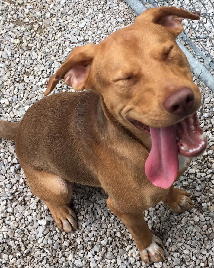 A brown dog with its tongue hanging out sitting on gravel