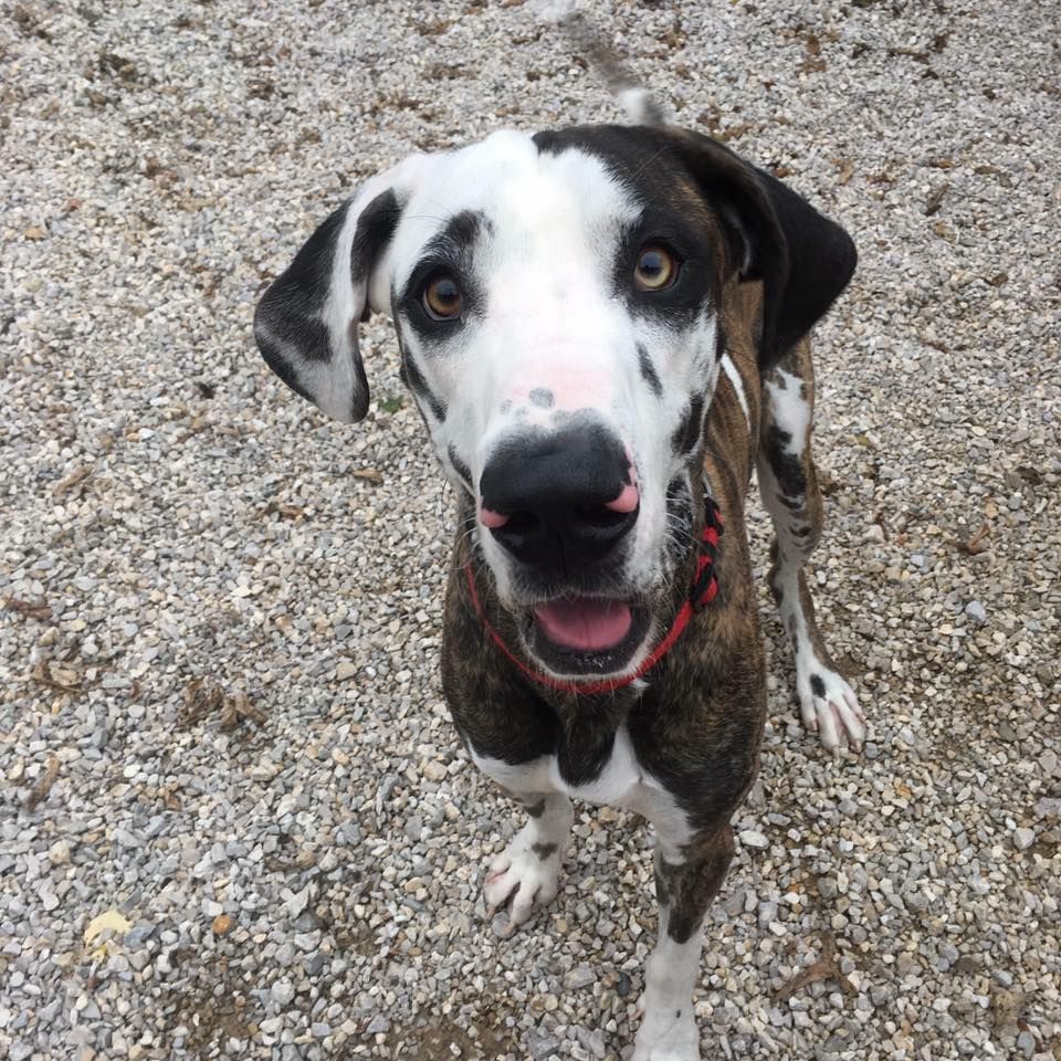 A black and white dog with a red collar is looking up at the camera