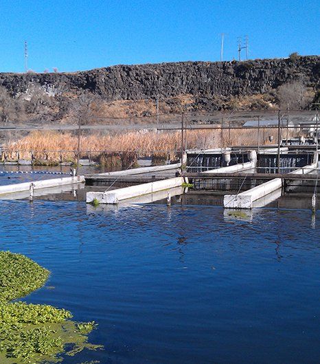 Idaho Springs Foods farm