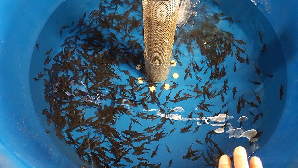 Sturgeon fry in hatchery