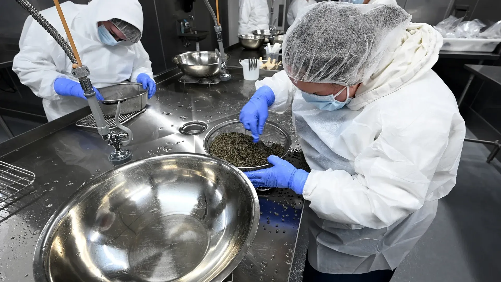 Idaho Springs Foods staff prepare freshly harvested caviar to be packaged in tins.