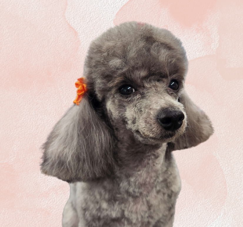 Country Road Kennels Photo Gallery Saginaw, MI