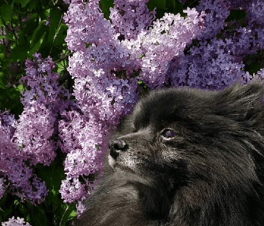 Blooming dog
