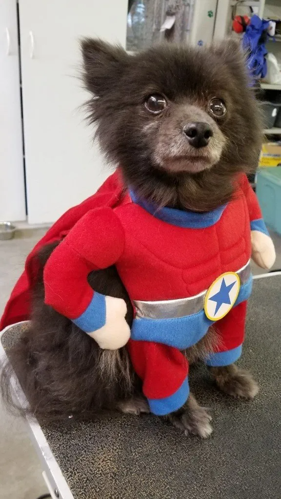 Dog in critter costume