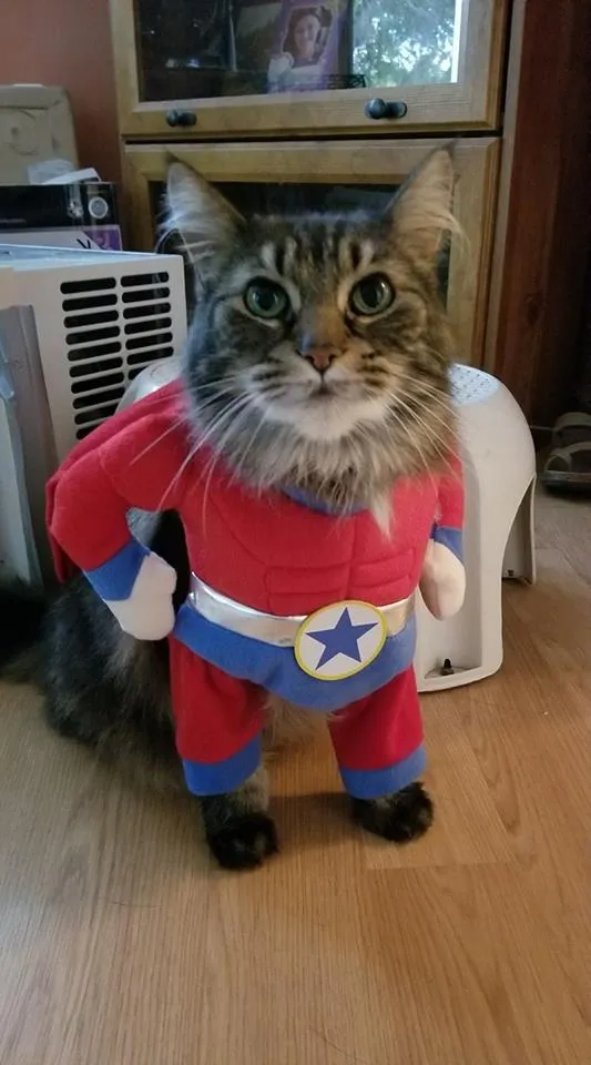 Cat in critter costume