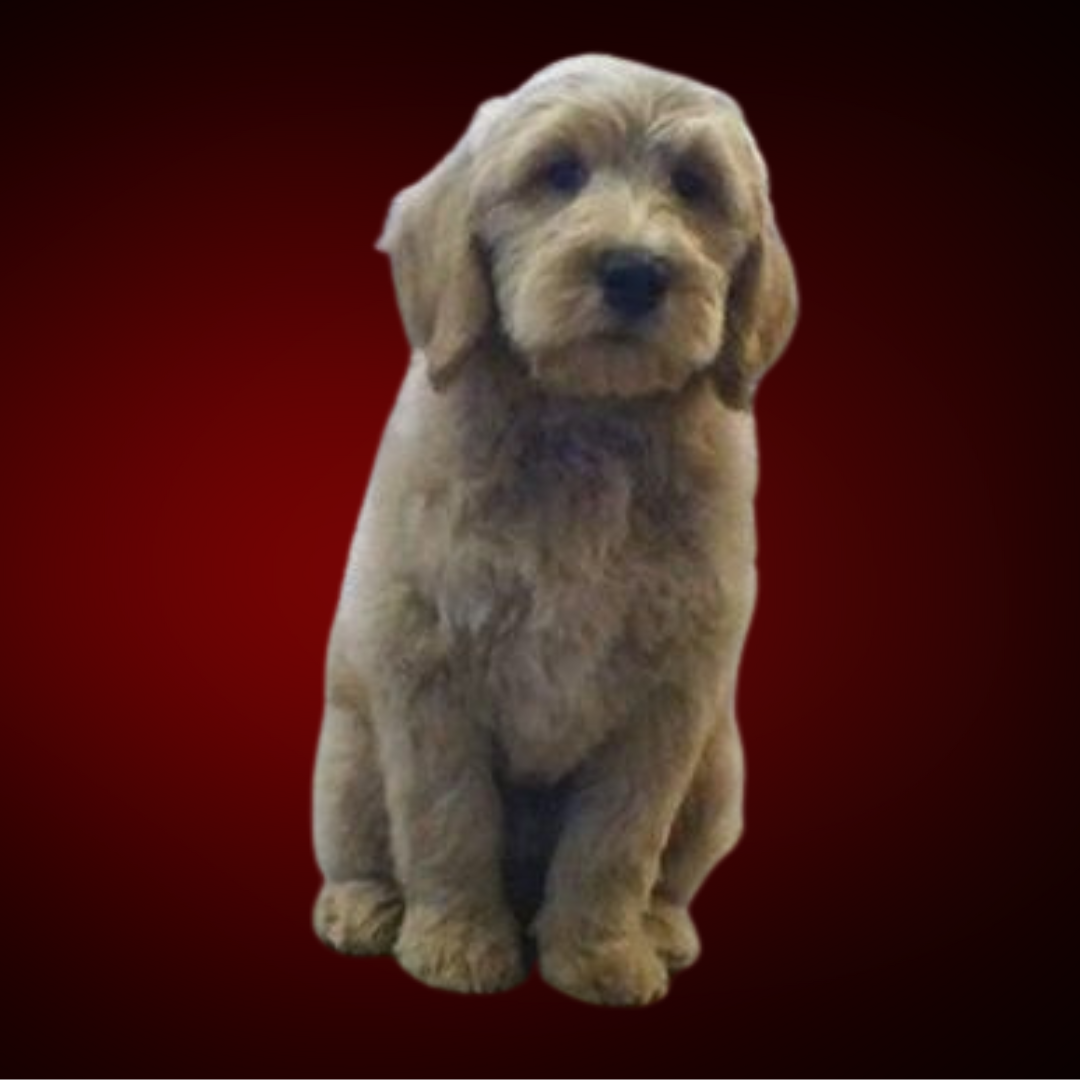 Country Road Kennels Pet Grooming Saginaw, MI