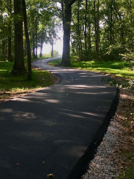 Paved road curves through a sunny forest, lined with trees and green grass.