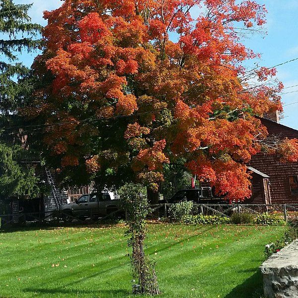 Tree on yard