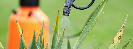 Pest control on plants