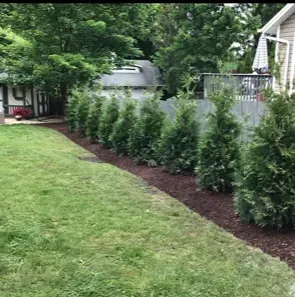 A row of trees in a yard next to a house.