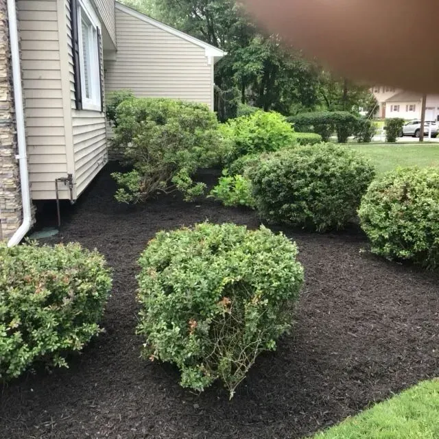 A house with a lot of bushes in front of it