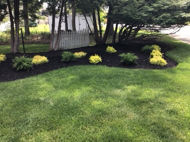 A lush green lawn with a white picket fence in the background.