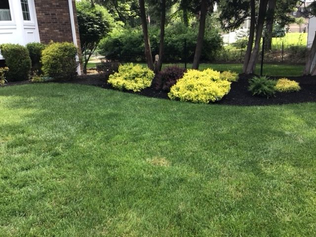 A lush green lawn with trees and bushes in front of a house.