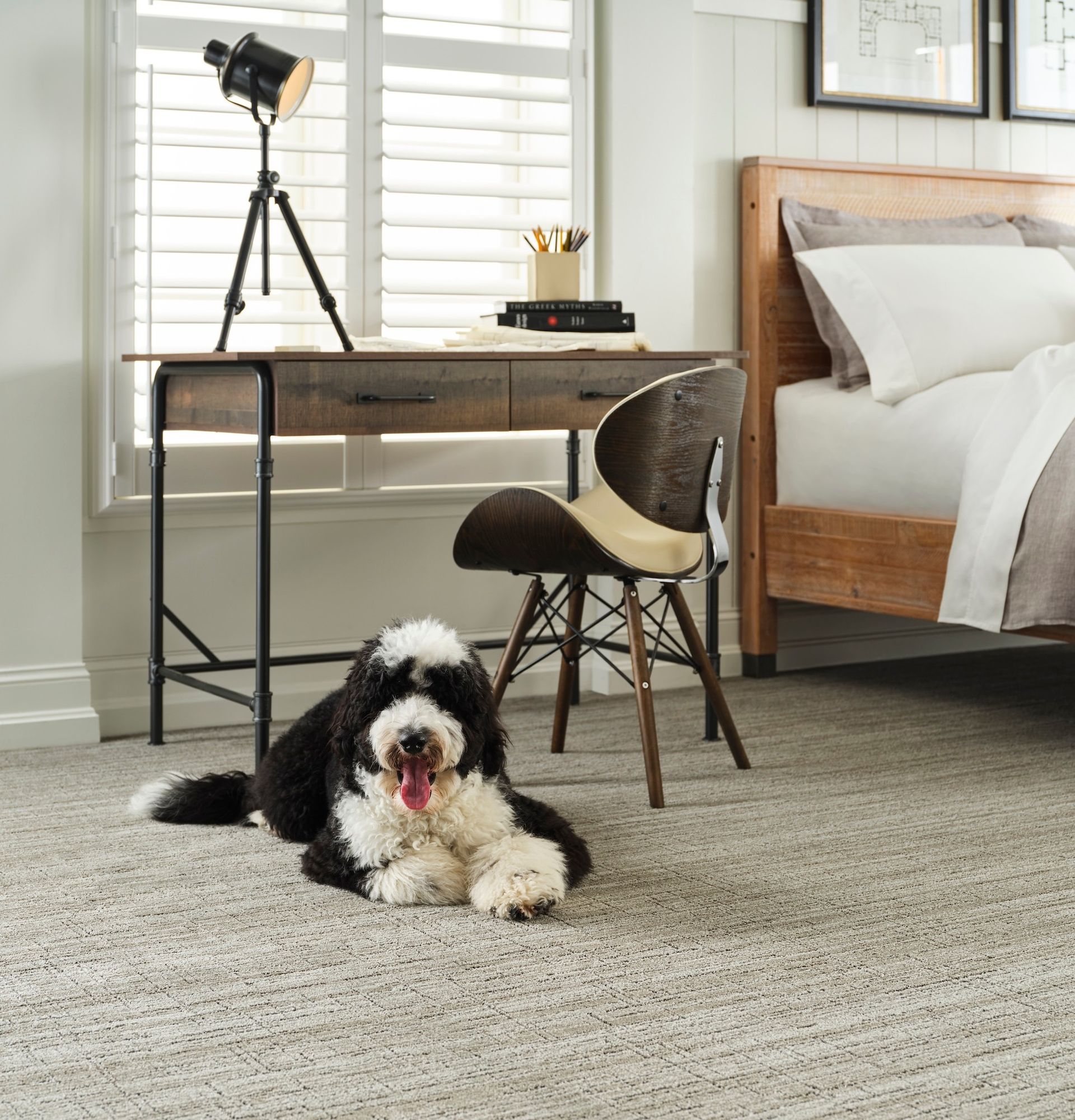 A black and white dog is laying on the floor in a bedroom