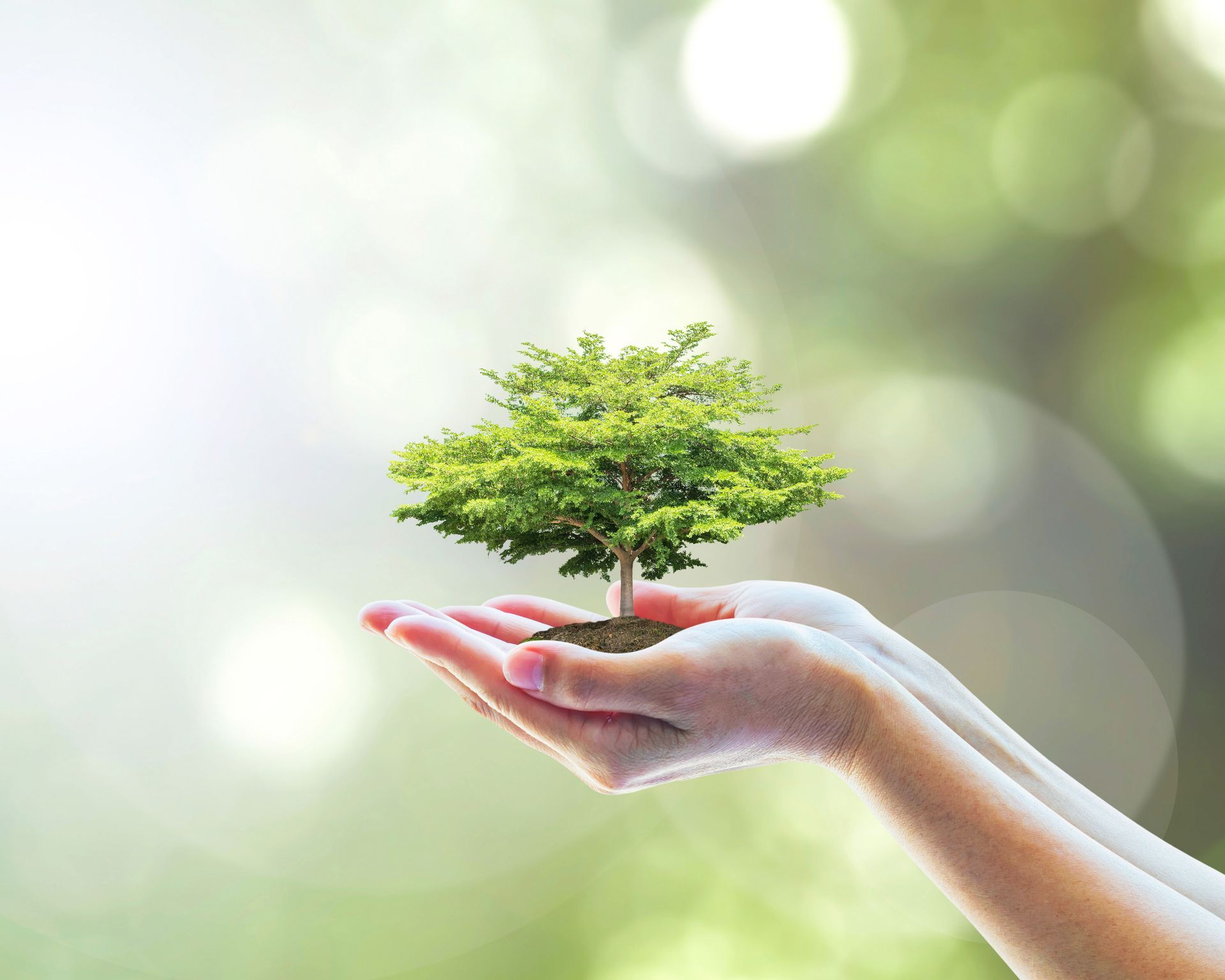 local tree services