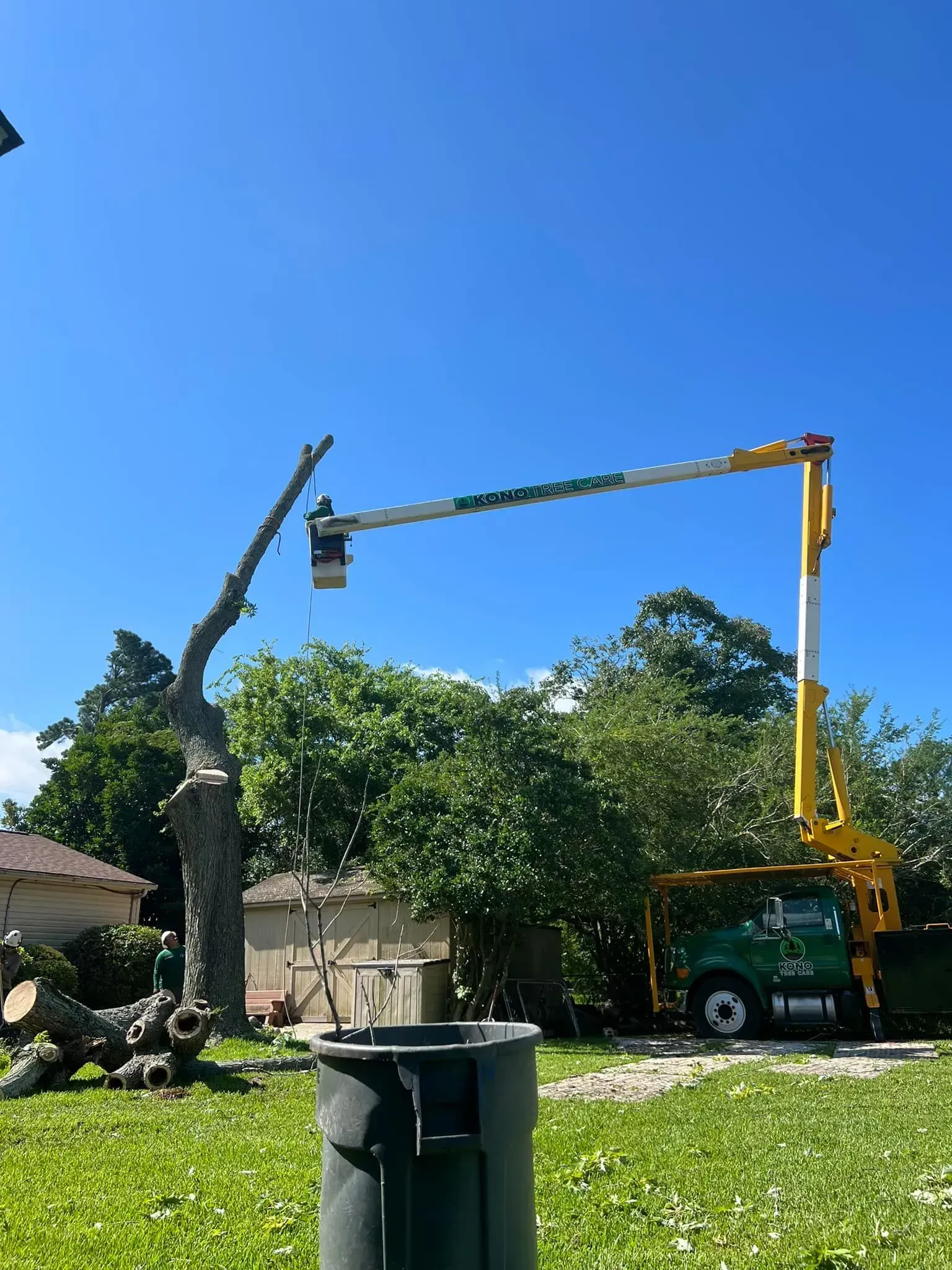 Tree-trimming trucks with boom lifts working near a large tree in a sunny yard