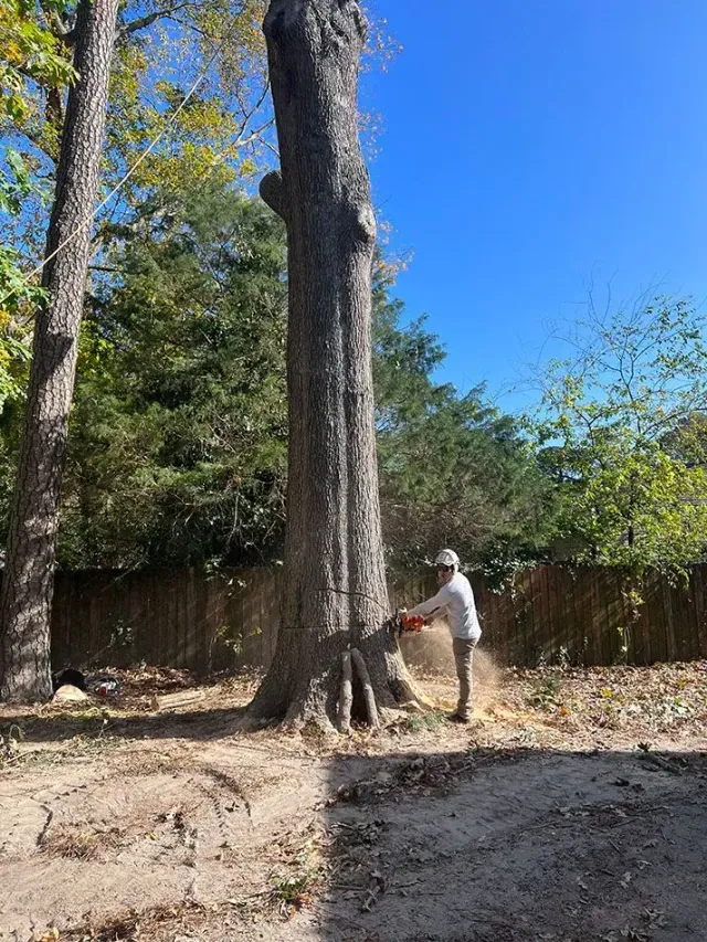 Person using a shovel near a large tree in a sunny backyard with a wooden fence.