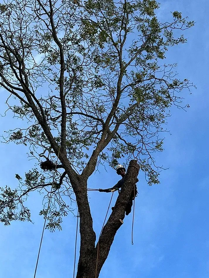 Worker trimming a tall tree against a blue sky, with rope and climbing gear visible.