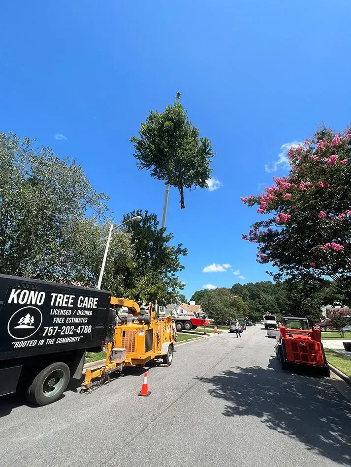 Tree crew trimming a tall tree over a street, with trucks, cones, and a clear blue sky.