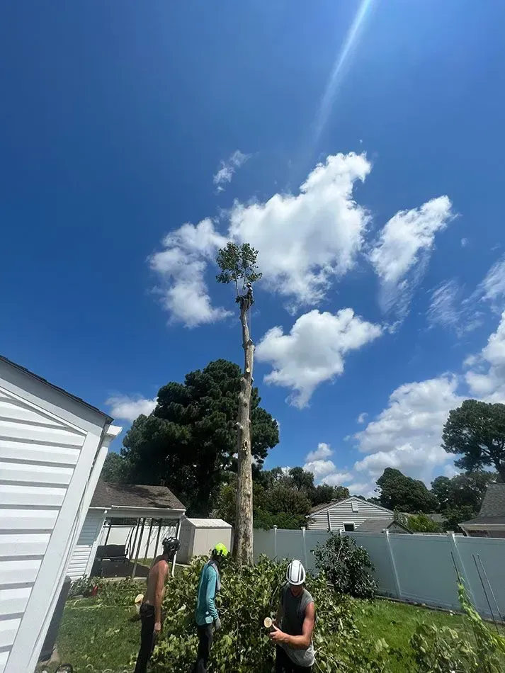 People standing in a backyard, looking up at a tall tree against a bright blue sky with clouds