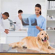 Dog inside laboratory