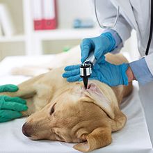 Veterinarian team examining ear of Labrador