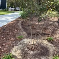 A tree is sitting in the middle of a garden next to a driveway.