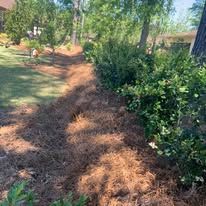 A pile of pine needles surrounded by trees and bushes in a yard.