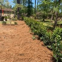 A row of bushes growing next to a pile of pine needles in a yard.
