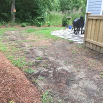 A dog is standing in the dirt in a backyard next to a house.