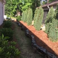 A row of trees in a yard next to a house.