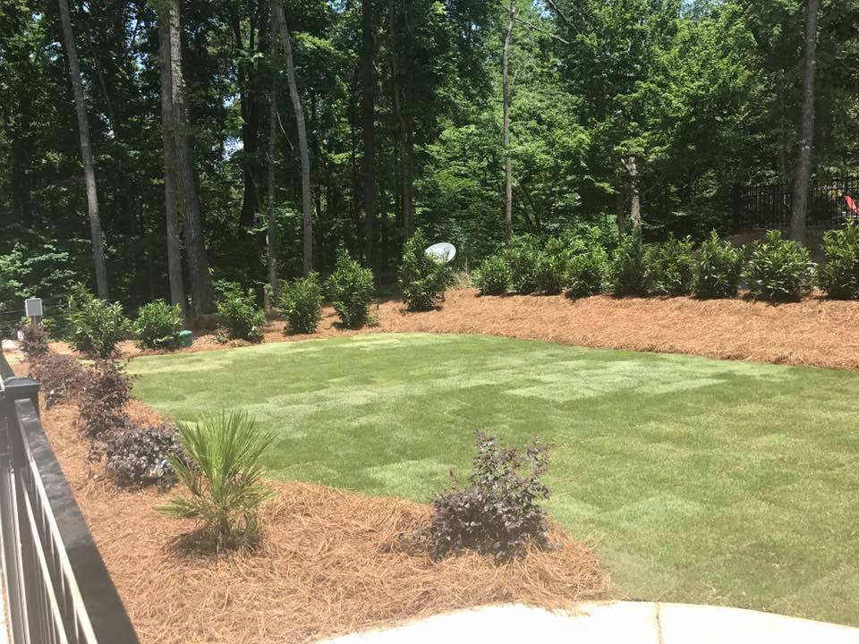 Beautiful turf