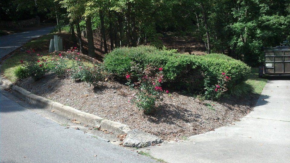 Nice landscape plants