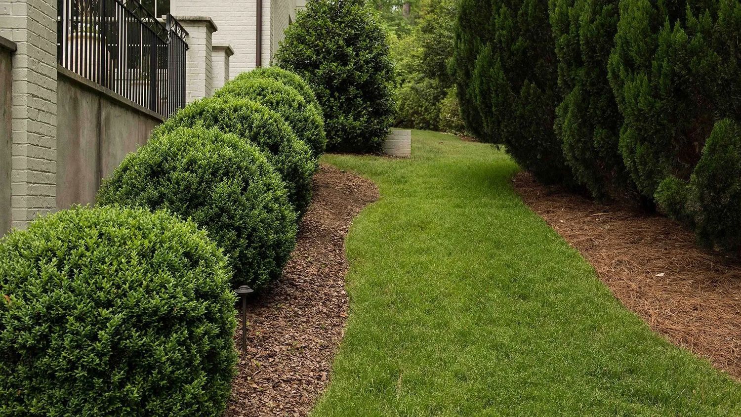 Manicured green hedges lining a narrow grassy path beside a building, with mulch borders