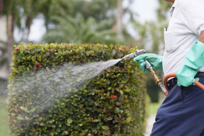 Person spraying hedge with pesticide using a garden hose nozzle outdoors