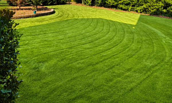 Curved striped green lawn bordered by landscaping and trees in sunlight