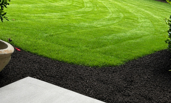 Lush green lawn bordered by dark mulch, with a concrete path and planter edge in the foreground