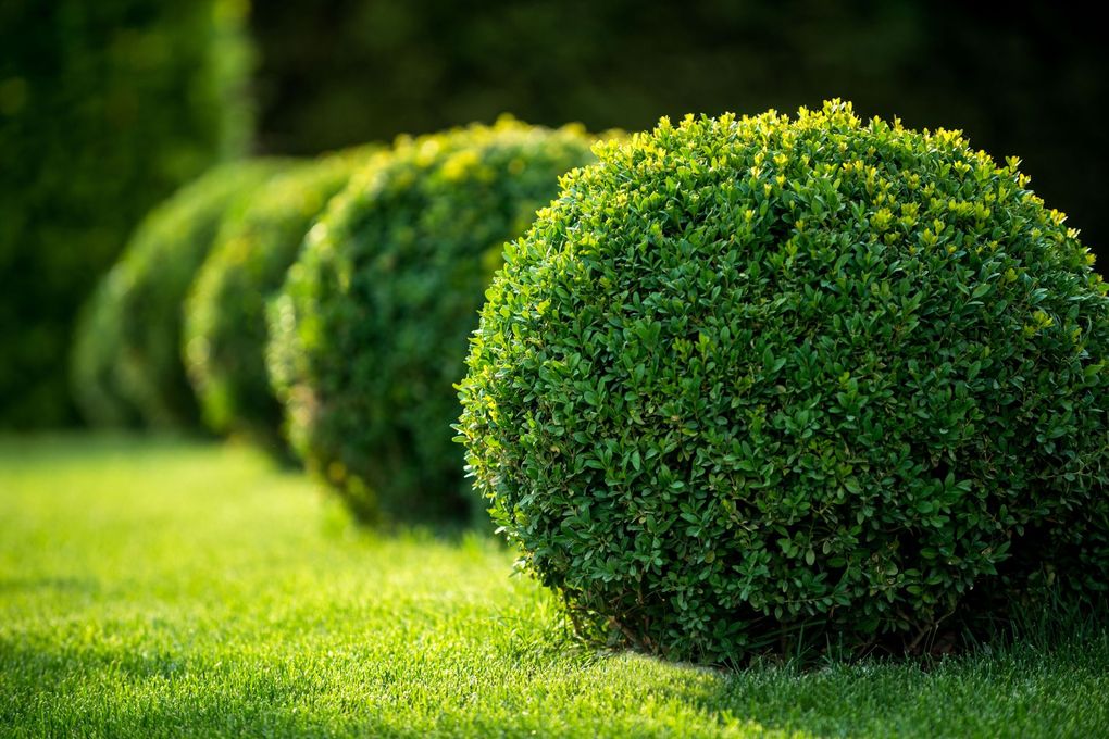 Row of neatly trimmed green shrubs in a sunny garden