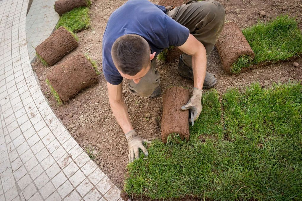 Worker rolling out sod over soil beside a sidewalk, installing a new lawn edge