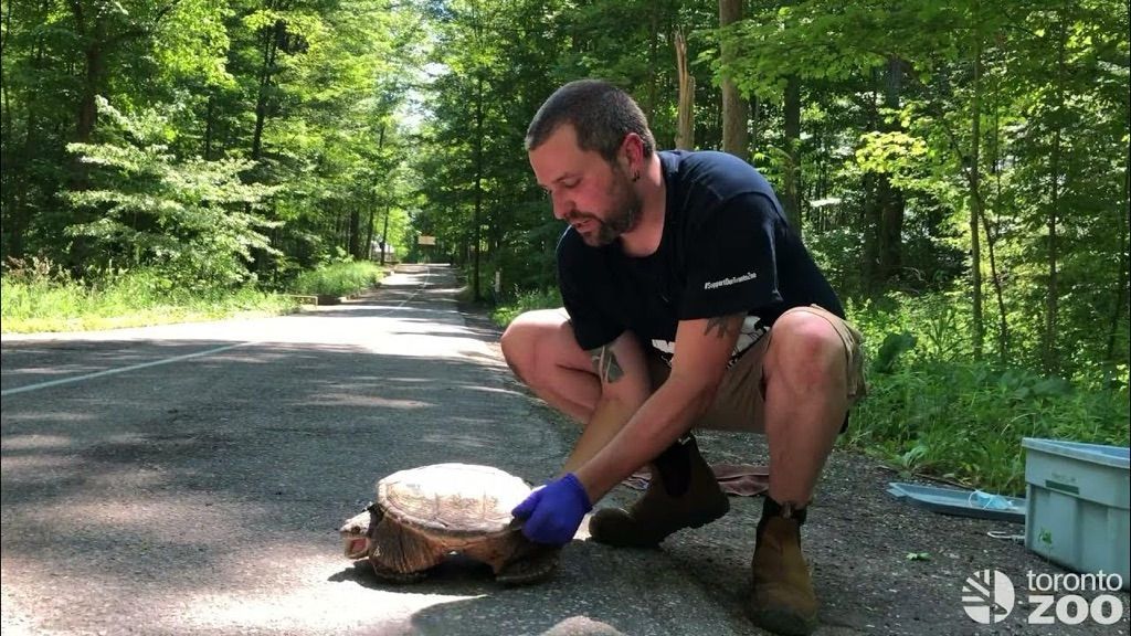 Man helping a snapping turtle