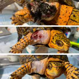 different types Turtle