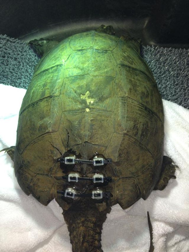 Turtle surgery