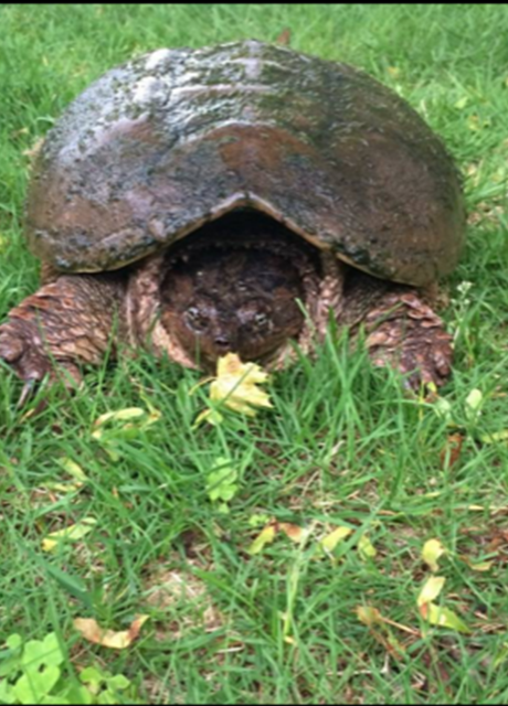 Turtle on the ground