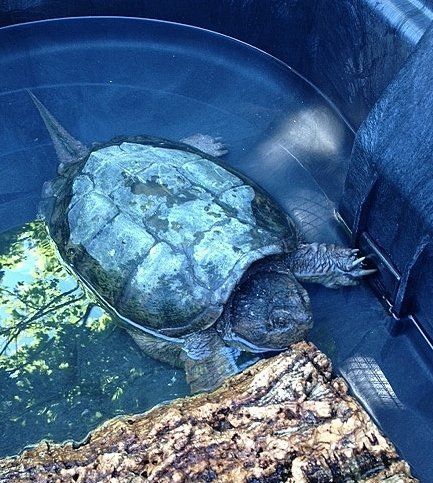 Turtle in water