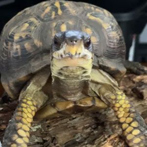 All about box turtles - Welcome Wildlife