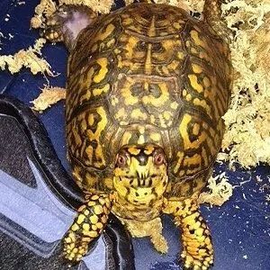 gold turtle