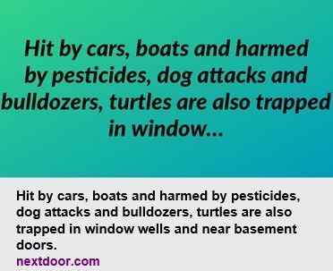 read about turtles