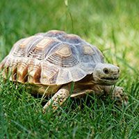 Shell Shocked Turtle Rescue