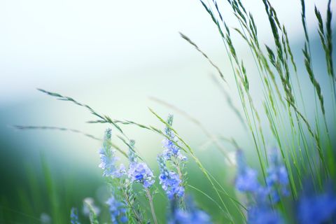 Small blue flowers blowing in a gentle breeze