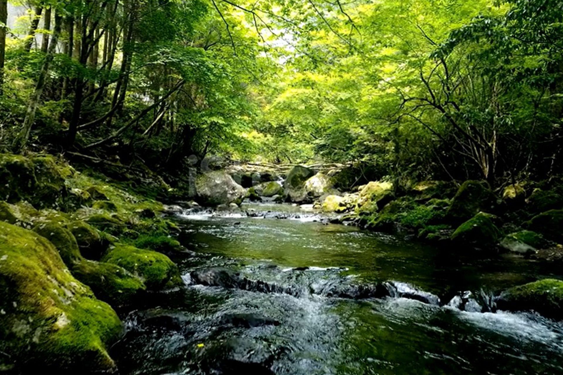 Forest stream with clear water flowing over rocks beneath lush green trees